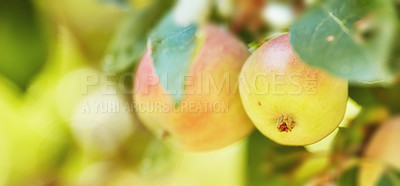 Buy stock photo Apple, tree and growth with agriculture, leaves or closeup with sustainability for food production in countryside. Organic fruit, outdoor and eco friendly farm in sunshine, supply and export in Italy