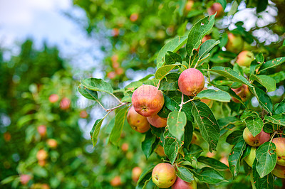Buy stock photo Fresh apples in the tree