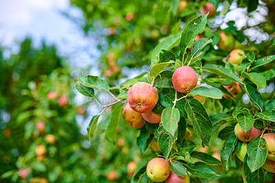 Buy stock photo Red apple, tree and growth with agriculture, leaves or crops with sustainability in countryside environment. Organic fruit, outdoor and eco friendly farm in sunshine, supply and export in Italy