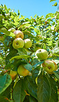 Fresh apples in the garden