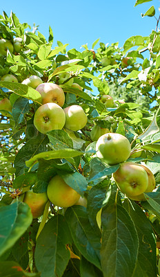 Buy stock photo Apple, tree and nature with agriculture, sky and leaves with sustainability for food production in countryside. Organic fruit, outdoor and eco friendly farm in low angle, crops and export in France