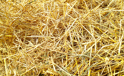Buy stock photo Closeup of a dry cut heap of hay after harvest. Zoom view of rough organic texture stacked on the ground ready to be fed to livestock. Straw plants harvested on sustainable farming agriculture fields