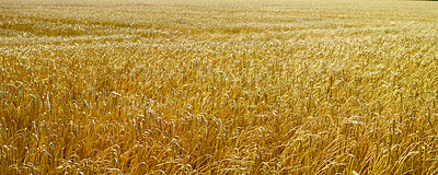 Buy stock photo A field of ripe wheat or barley growing on a farm at sunset on a sunny day with copyspace. Rural land with rows of rye ready for harvest, sustainable cornfield pasture growing in a countryside field 