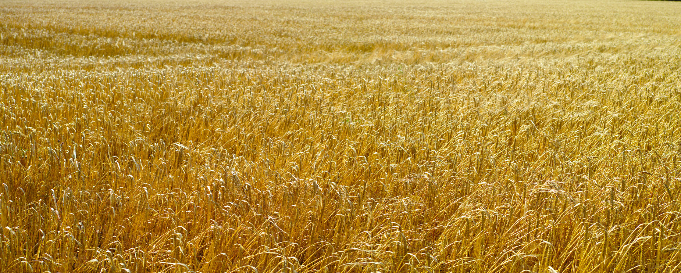 Buy stock photo A field of ripe wheat or barley growing on a farm at sunset on a sunny day with copyspace. Rural land with rows of rye ready for harvest, sustainable cornfield pasture growing in a countryside field 