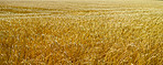 Cornfields - background