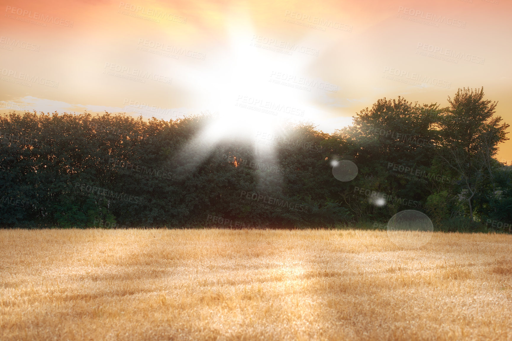 Buy stock photo Beautiful sunset over a forest area and rye or wheat grain crops on a sustainable farm. Agriculture view on a bright and sunny day during summer or spring. Sunshine during harvest time in season