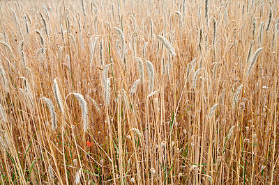Buy stock photo Rye or wheat grain growing on a farm in remote countryside with copy space. Detail and texture background of a sustainable local cornfield growing and sprouting after harvest season with copyspace. 