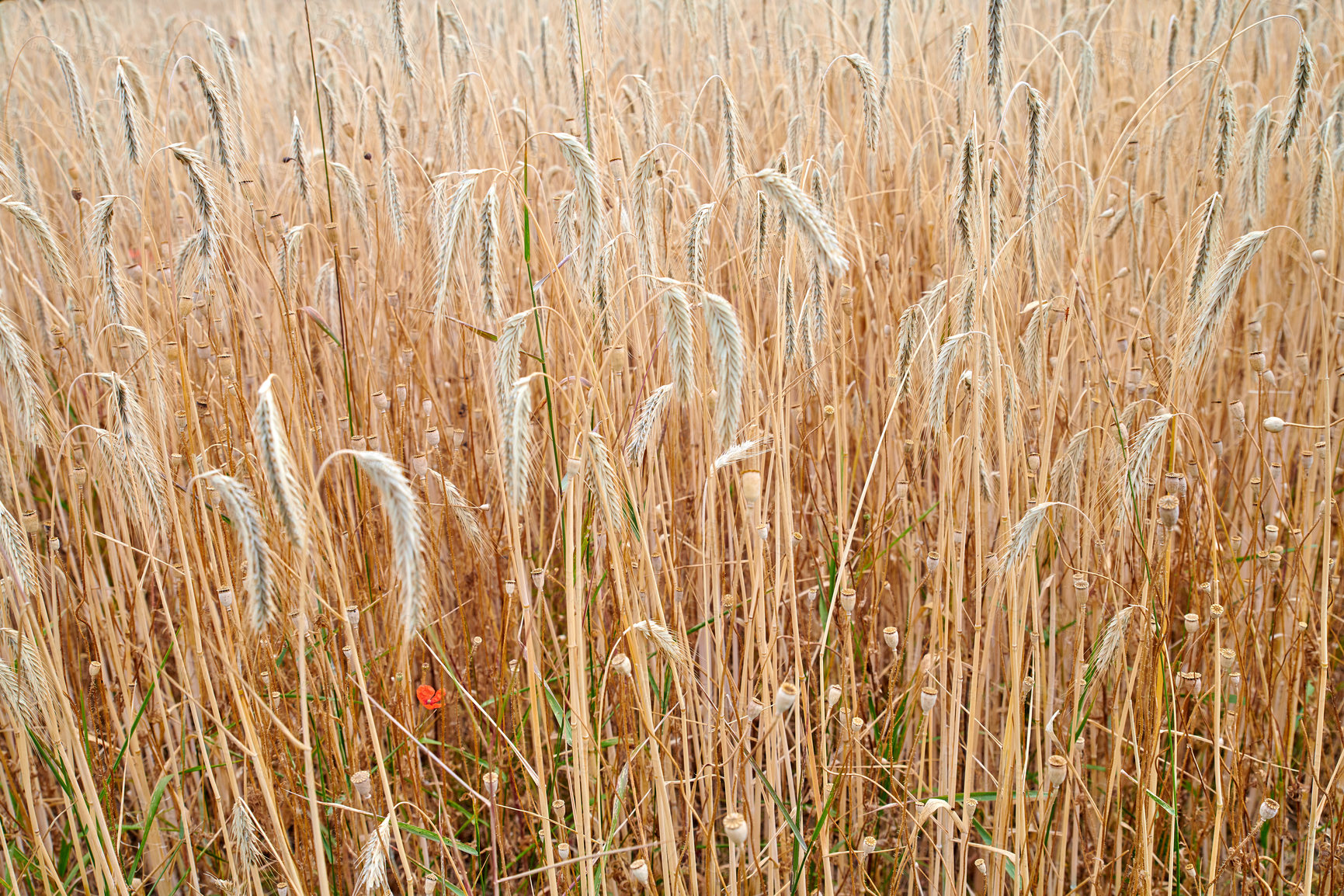 Buy stock photo Rye or wheat grain growing on a farm in remote countryside with copy space. Detail and texture background of a sustainable local cornfield growing and sprouting after harvest season with copyspace. 