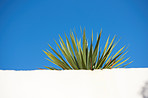 Wall, plant and blue sky - background