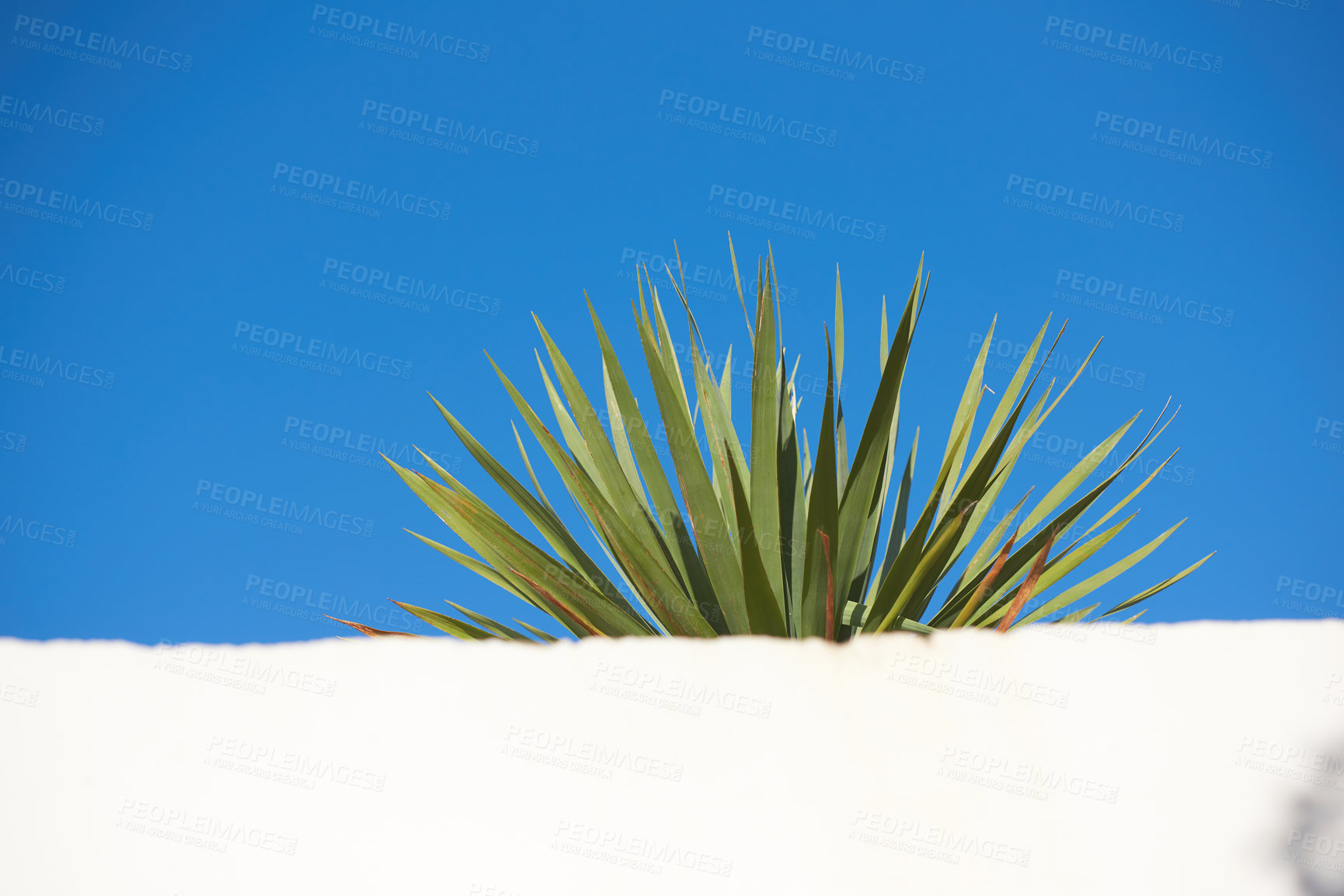 Buy stock photo Yucca growing under clear blue with sky copyspace behind a white wall. Spiky leaves of an obstructed plant growing outside. Pointy tips of a succulent outdoors with copy space during summer or spring