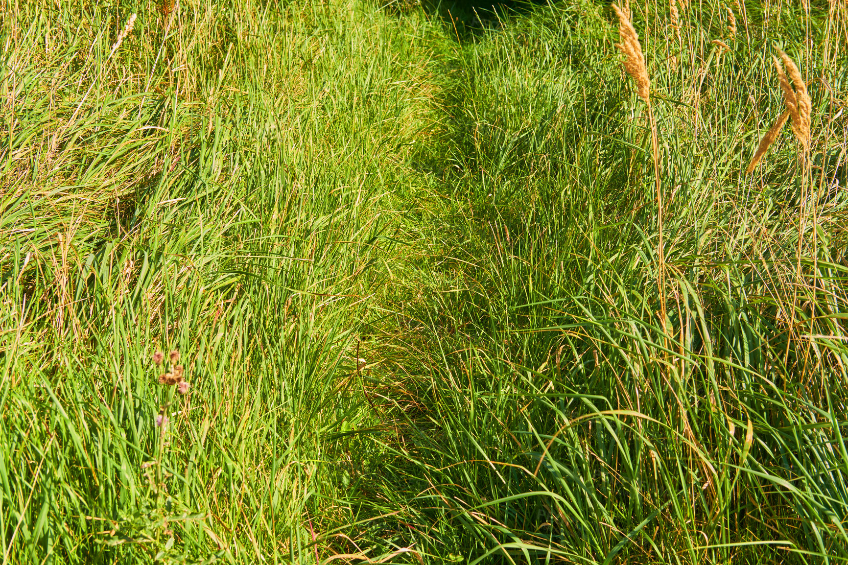 Buy stock photo Overgrown walking path in a grass field outside in the sunshine. Empty rural environment of quiet nature scene of wild reeds in a lush green meadow for a copy space background.  