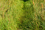 Grass and garden green  - background