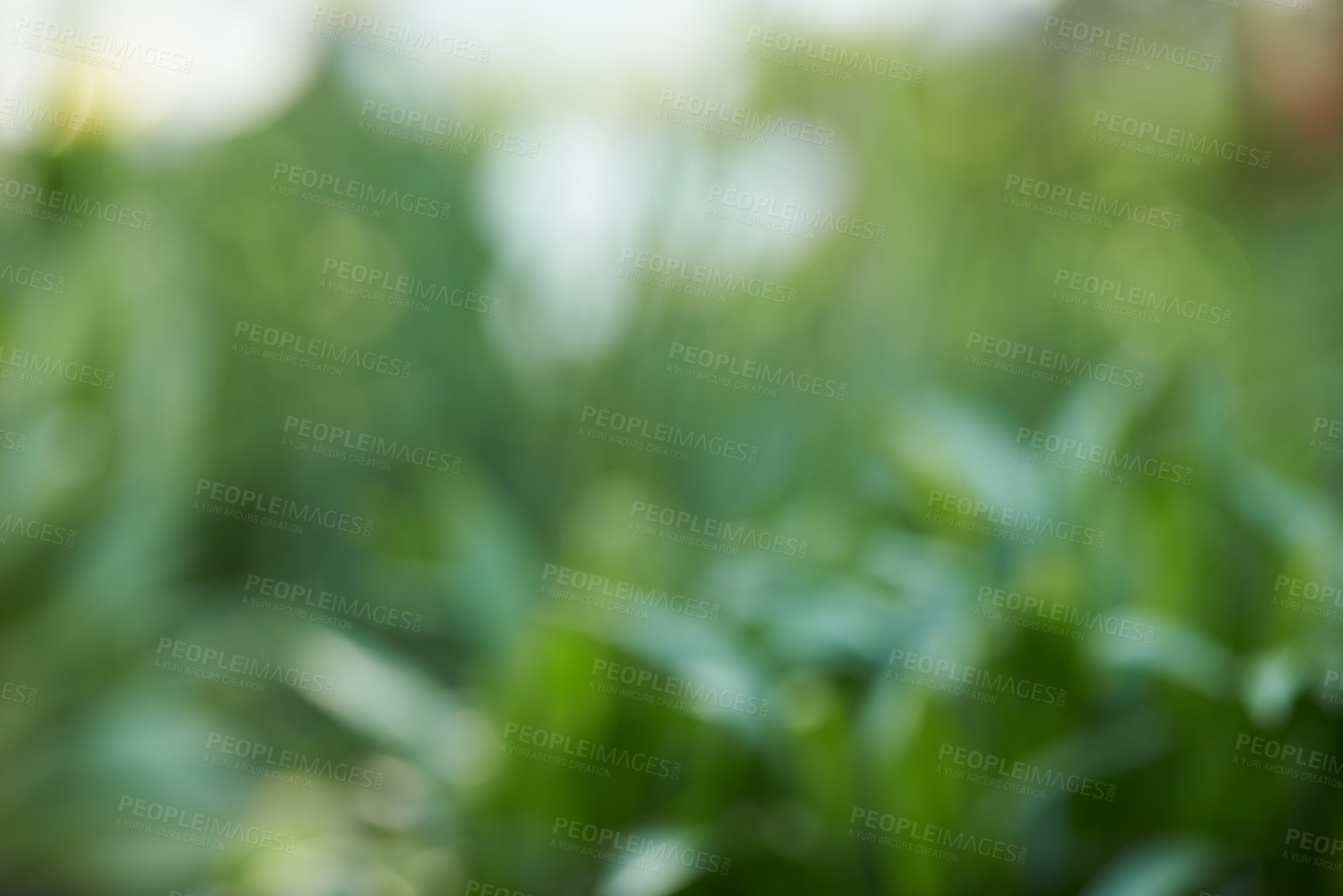 Buy stock photo Green grass outdoors on a lawn in the backyard of a home. Beautiful lush pasture outside on field on a summer day. Blurred meadow or plant background in nature with copy space on a spring afternoon