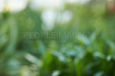 Buy stock photo Green grass outdoors on a lawn in the backyard of a home. Beautiful lush pasture outside on field on a summer day. Blurred meadow or plant background in nature with copy space on a spring afternoon