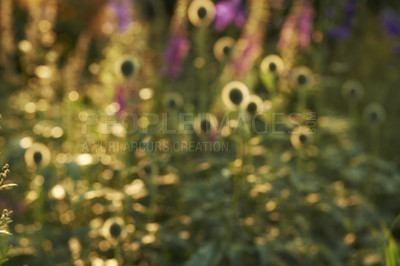 Buy stock photo Copy space, defocused, blurred view of a green plant and purple flowers in a garden on a sunny day. Unfocused picture of a green lush in the backyard or the forest with bush foliage.