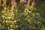 Blurred garden  - background