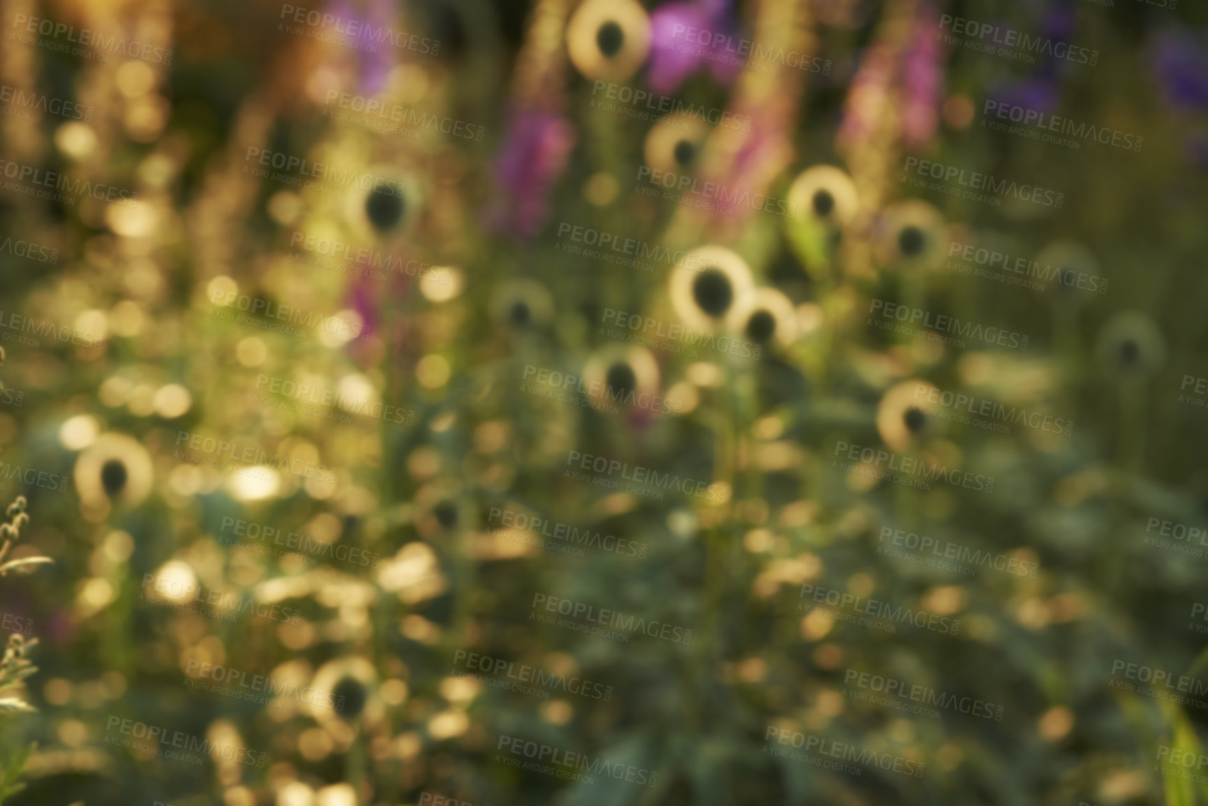 Buy stock photo Copy space, defocused, blurred view of a green plant and purple flowers in a garden on a sunny day. Unfocused picture of a green lush in the backyard or the forest with bush foliage.