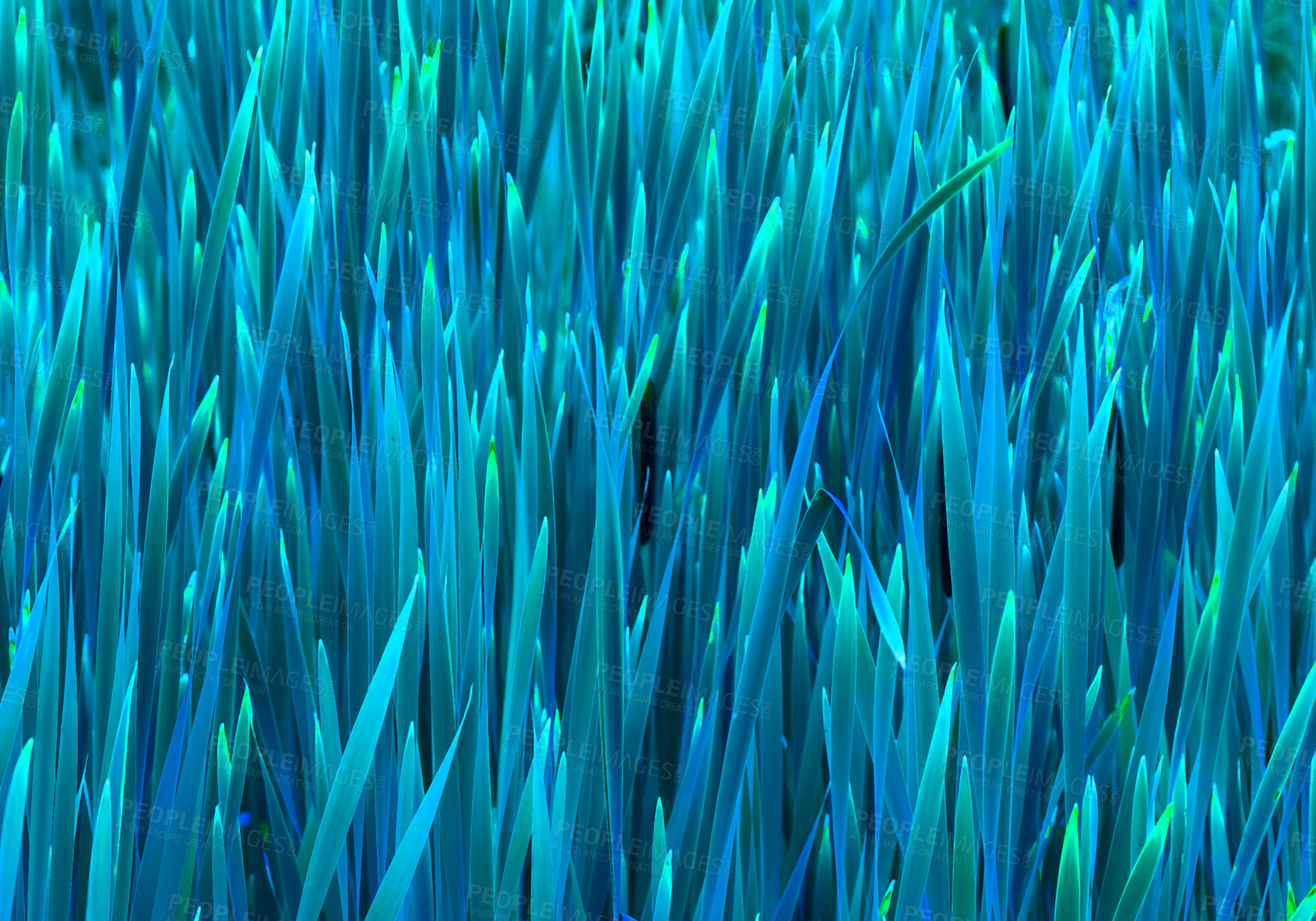 Buy stock photo Closeup of bluegrass growing outside in a garden with copy space. Long blue grass in a yard or public park. Green growth in a natural habitat or environment during summer or spring