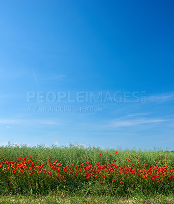 Buy stock photo Field of red poppies blossoming and blooming in wild remote green field and meadow. Blue sky with copy space with poppy flowers. Symbol of Remembrance Day and consolation for First World War victims