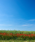 Farmland in springtime  - background