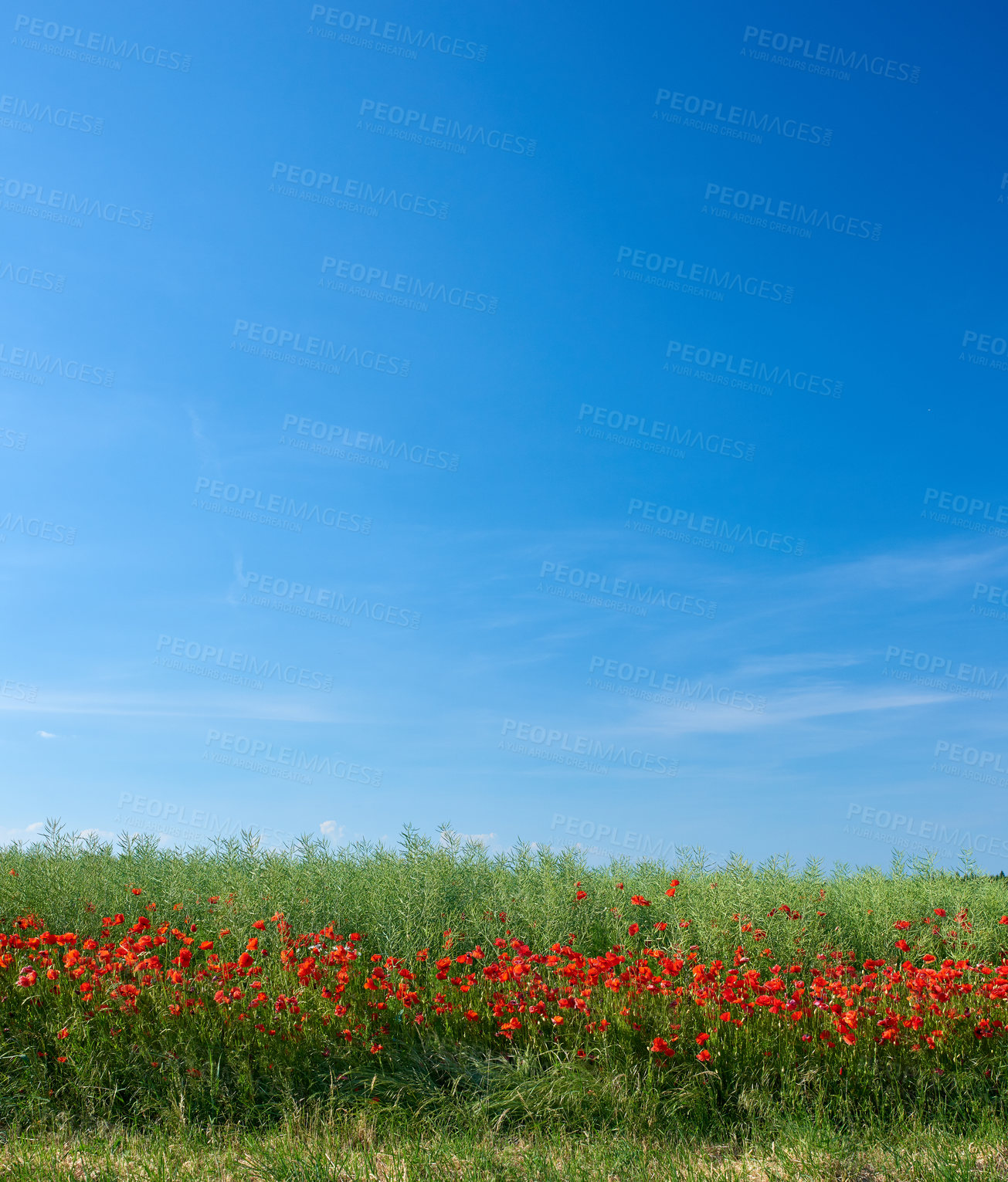 Buy stock photo Field of red poppies blossoming and blooming in wild remote green field and meadow. Blue sky with copy space with poppy flowers. Symbol of Remembrance Day and consolation for First World War victims