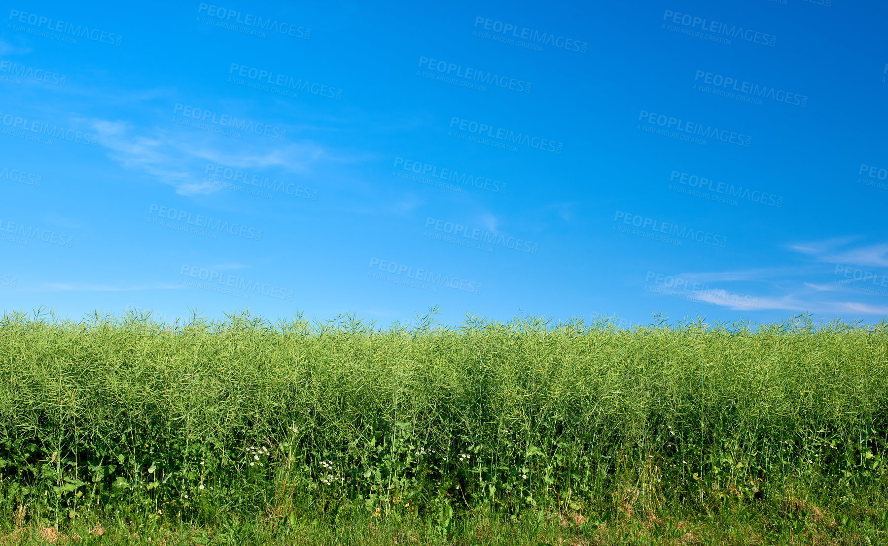 Buy stock photo Copy scace, green grass on an agricultural field outdoors on a summer day. Lush plants or grasslands blossoming with a clear blue sky. Healthy pasture or meadow on a field during spring in a park
