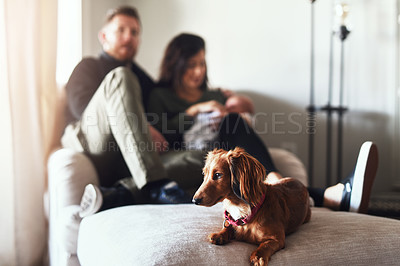 Buy stock photo Family, living room and dog with parents, newborn and home together with bonding on weekend break. Pet, relax and baby with dachshund on sofa with mother and dad at morning with love and care