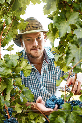 Buy stock photo Portrait of a farmer harvesting grapes