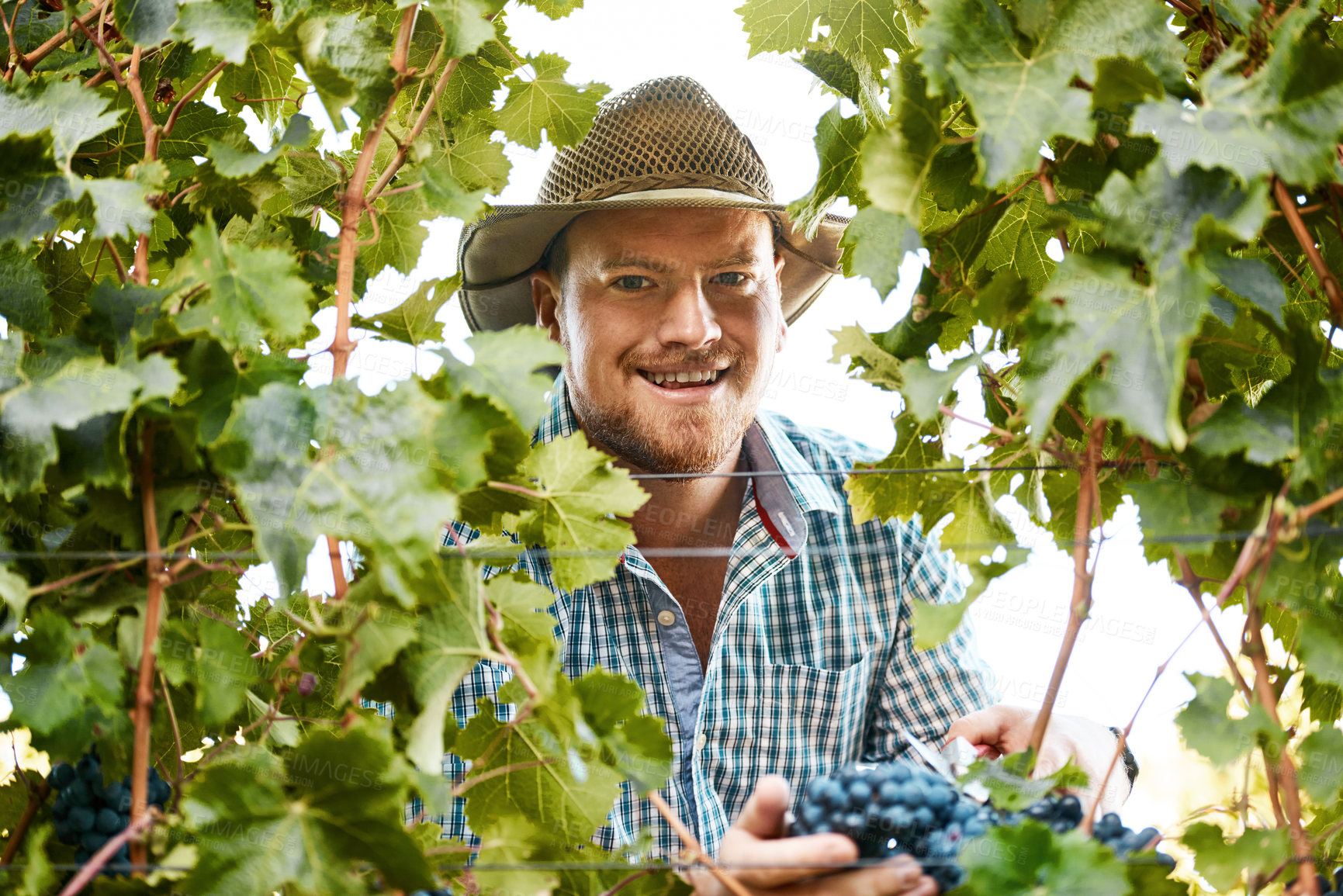 Buy stock photo Portrait of a farmer harvesting grapes