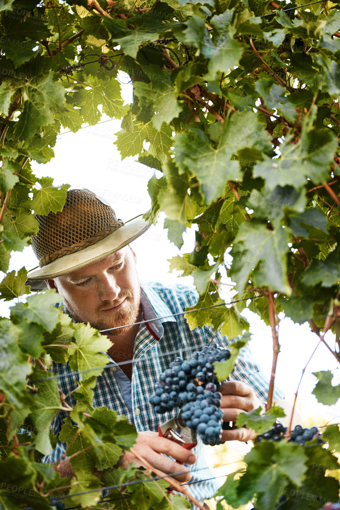 Buy stock photo Man, farmer and vineyard with pruning grapes in season for wine making, viticulture and winery. Male person, farming and fruit in agriculture, sustainability and horticulture for harvesting in Italy