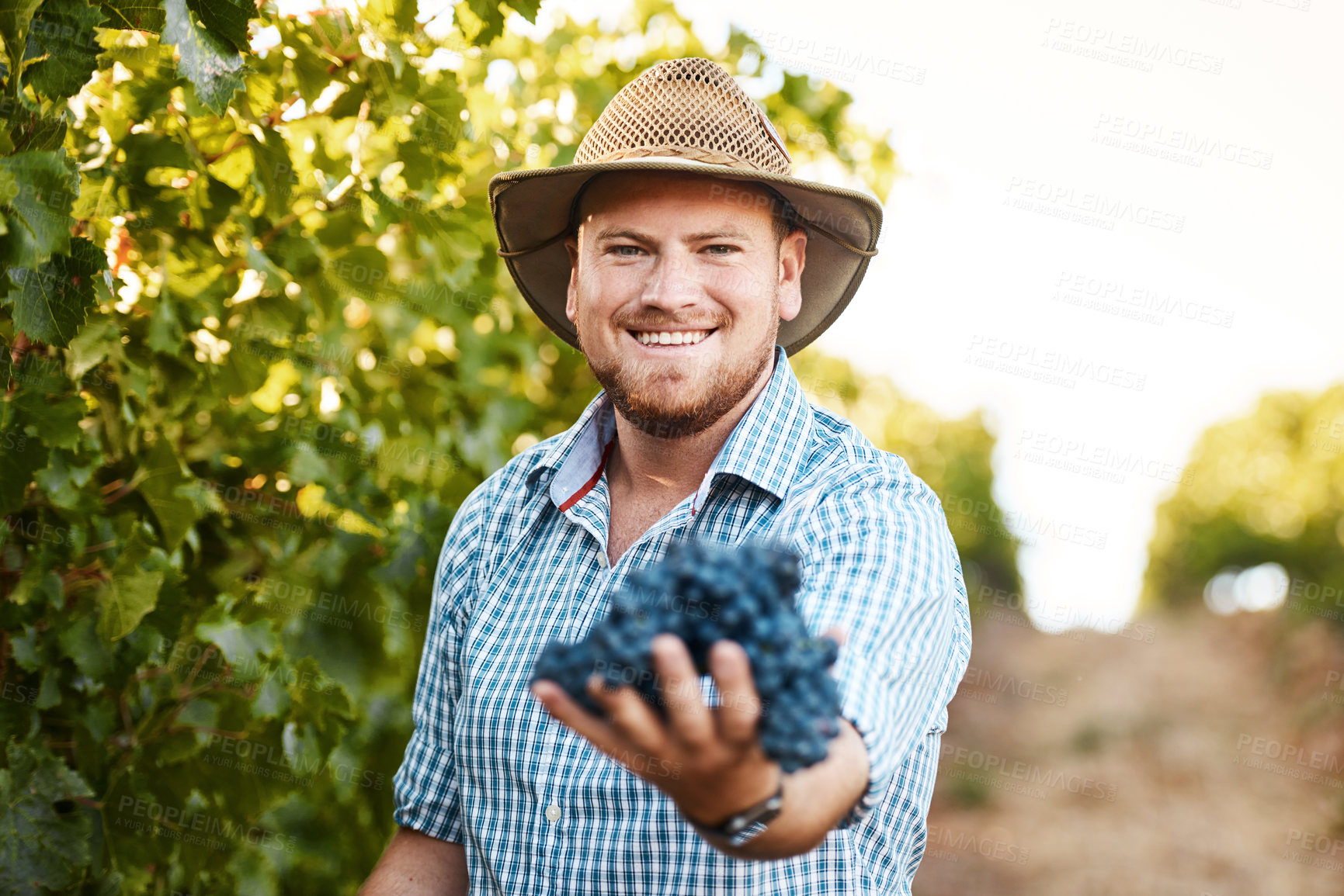 Buy stock photo Portrait of a farmer holding a bunch of grapes in a vineyard