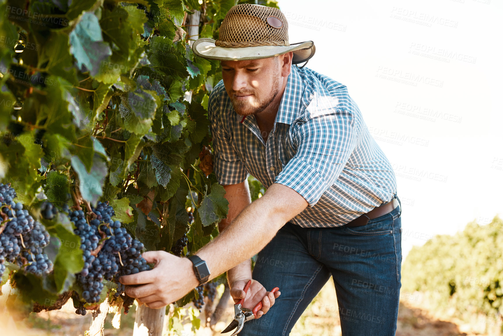 Buy stock photo Shot of a farmer harvesting grapes