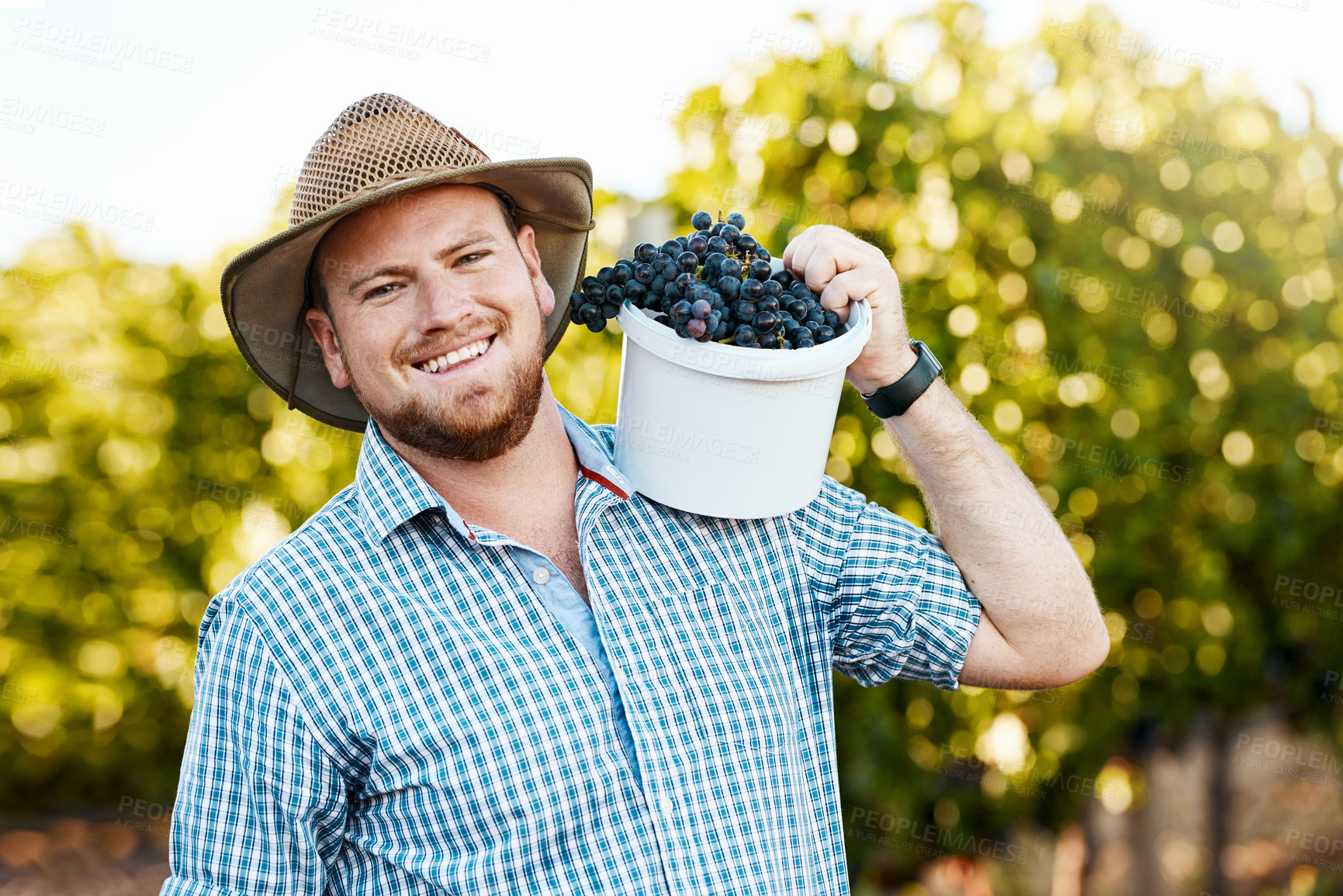 Buy stock photo Vineyard, portrait and man with bucket of grapes at farm for harvest with agriculture quality control in field. Sustainable, nature and male farmer with organic and natural fruit in countryside.