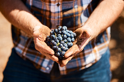 Buy stock photo Closeup shot of a man holding a bunch of grapes