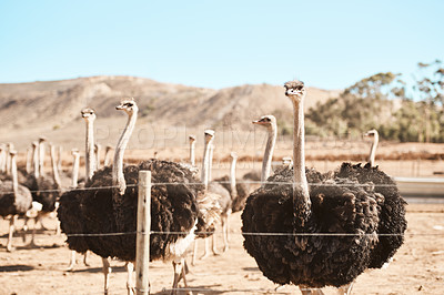 Buy stock photo Still life shot of a flock of ostriches on a farm