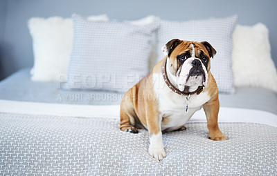 Buy stock photo Bed, pet and portrait of dog in home to relax for adorable, cute and lying down in house or apartment. Adoption, rescue and bulldog in bedroom comfortable for sleeping, resting and calm on weekend