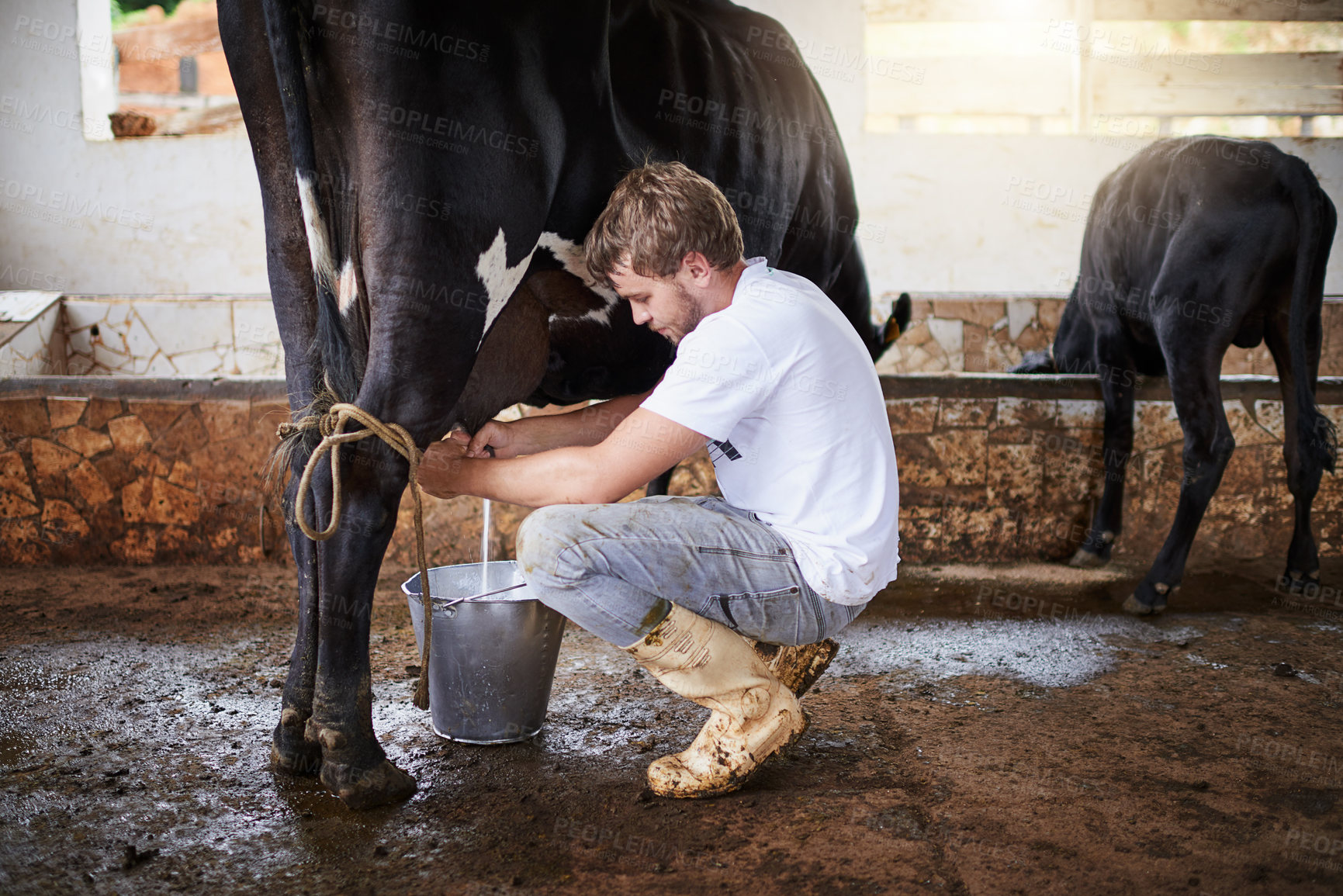 Buy stock photo Man, farmer and milking cow in barn, sustainable liquid and container for organic dairy. Male person, agriculture and professional for manufacturing at ranch, manual production and food industry