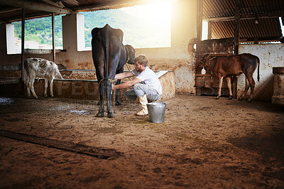 Buy stock photo Man, farmer and milking a cow in barn for sustainable farming, agriculture and dairy production. Worker, person and animal livestock for agro business, manufacturing and distribution in countryside