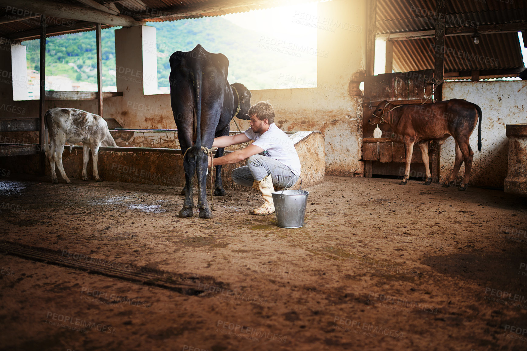 Buy stock photo Man, farmer and milking a cow in barn for sustainable farming, agriculture and dairy production. Worker, person and animal livestock for agro business, manufacturing and distribution in countryside