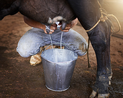 Buy stock photo Person, hands and milking a cow in barn for sustainable farming, agriculture and dairy production. Farmer, worker and animal livestock with closeup for agro business, manufacturing and distribution