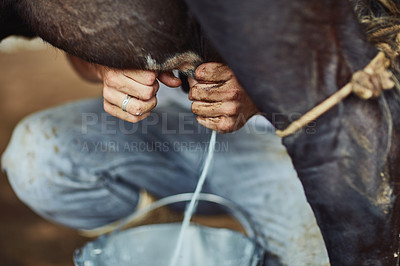 Buy stock photo Person, farmer and milking cow with hands for fresh produce or calcium in natural growth, agriculture or sustainability. Closeup of bucket, live stock or cattle for liquid production or dairy farming