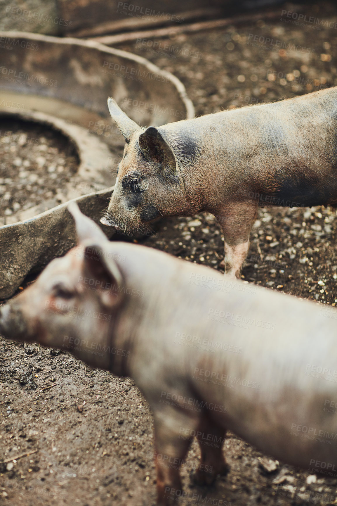 Buy stock photo Cropped shot of pigs in their pen on a farm outside