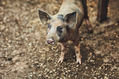 Buy stock photo Pig, breeding and agriculture farm outdoor for sustainability, pork and fertilizer production with gelatin. Piglet, nature and livestock animals for meat industry, agro and eco friendly natural bacon