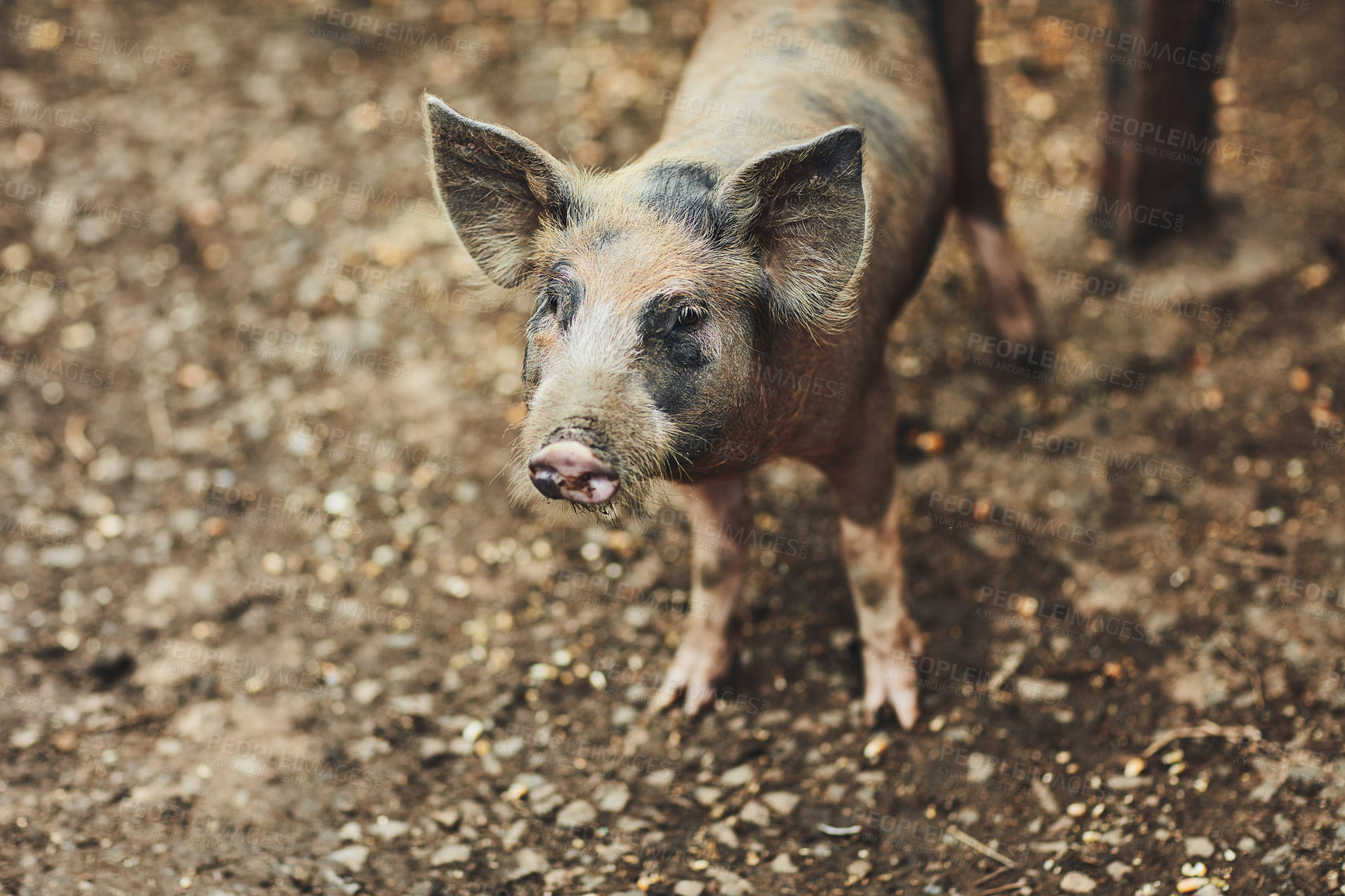 Buy stock photo Pig, breeding and agriculture farm outdoor for sustainability, pork and fertilizer production with gelatin. Piglet, nature and livestock animals for meat industry, agro and eco friendly natural bacon