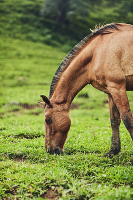 Buy stock photo Cropped shot of a horse eating grass on a farm outside