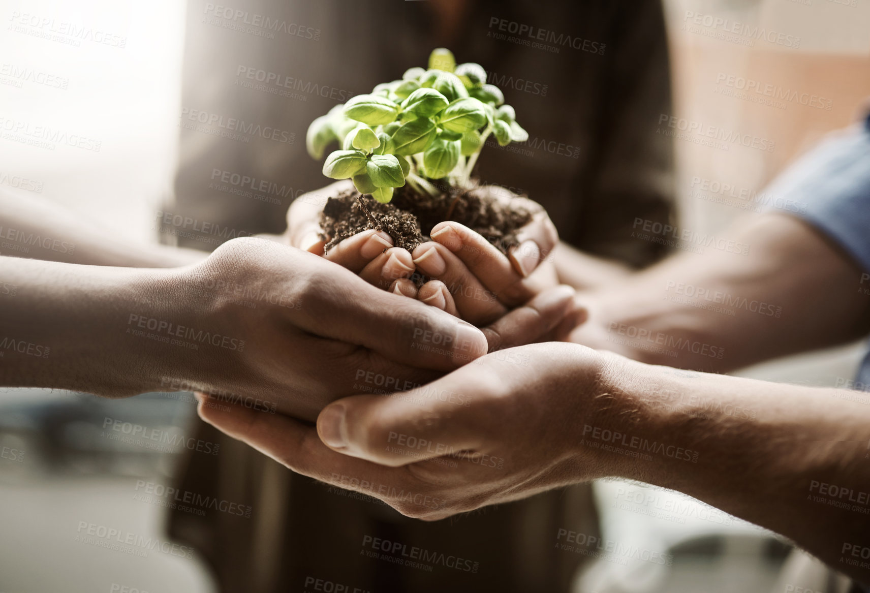 Buy stock photo Community hands together holding plant life for growth, support and a green natural lifestyle. Closeup of team taking care of nature and plants. Group working together for the future and happy earth