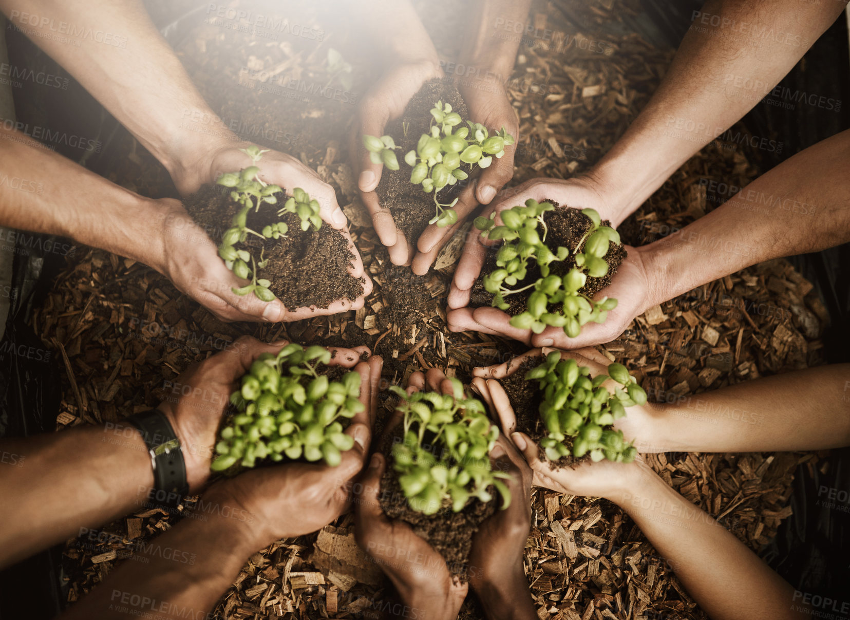 Buy stock photo Growth, soil and hands with plant, group and sustainability of nature, fertilizer and wellness of agriculture. Earth day, leaves and gardening for community service, people and eco friendly for seed