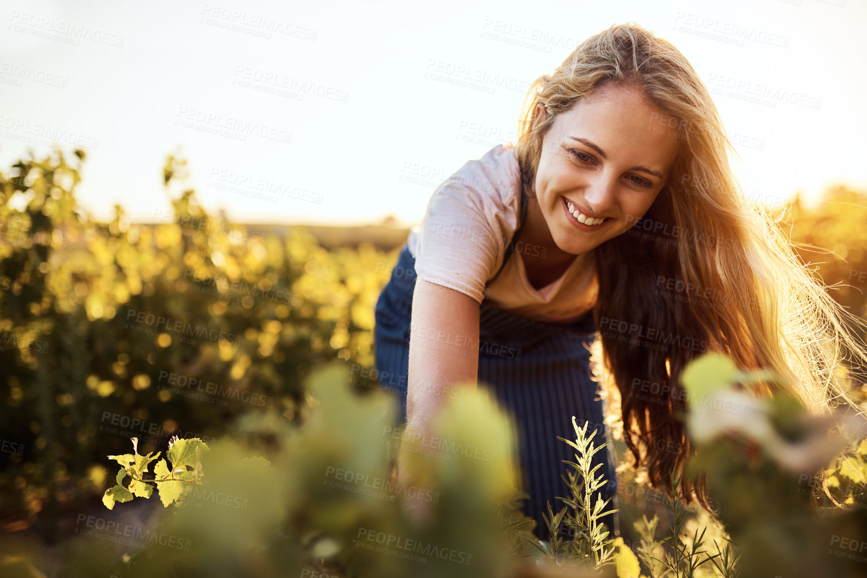 Buy stock photo Agriculture, farming and sustainability with woman in field to harvest organic produce in season. Growth, smile and vegetation with farmer person outdoor in countryside for agro or agribusiness