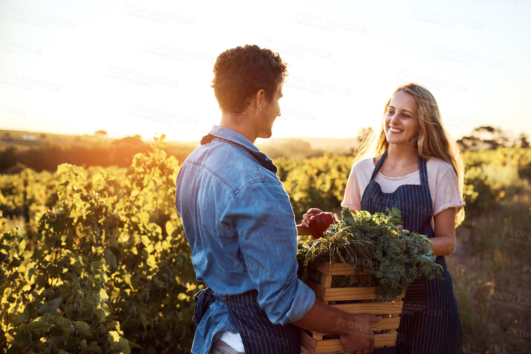 Buy stock photo Agriculture, farming and growth with people in field to harvest organic produce in season. Crate, sustainability and vegetation with farmer couple outdoor in countryside for agro or agribusiness