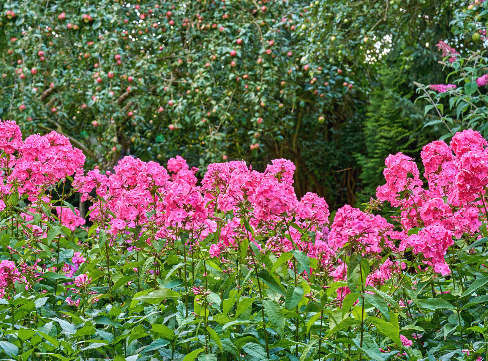 Buy stock photo A series of beautiful garden photos